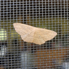 Cyclophora myrtaria