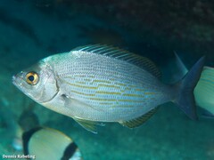 Spondyliosoma cantharus