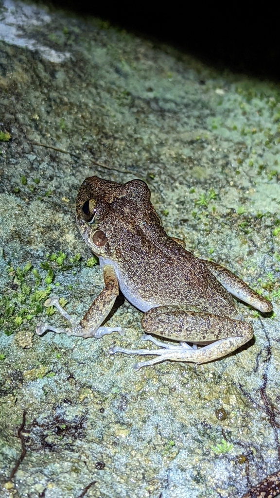 Craugastor decoratus from 68630 Oax., Mexico on November 13, 2022 at 06