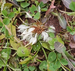 Taraxacum erythrospermum
