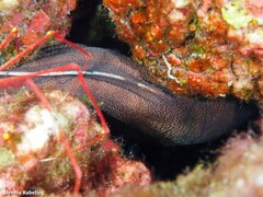 Gymnothorax unicolor