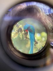 Pharomachrus mocinno