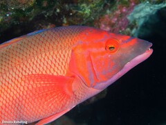 Bodianus scrofa