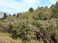 Erica arborea