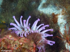 Telmatactis cricoides