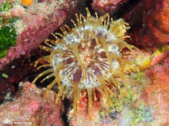 Telmatactis cricoides