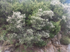 Erica arborea