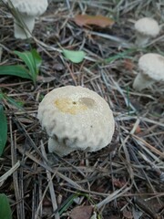 Lycoperdon perlatum