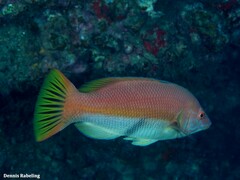 Bodianus scrofa