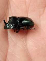 Copris sphaeropterus