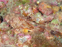 Scorpaena notata