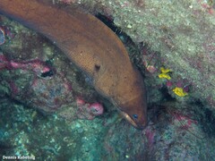 Gymnothorax unicolor