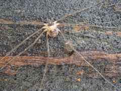 Dicranopalpus larvatus