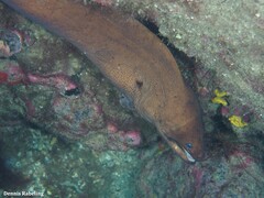 Gymnothorax unicolor