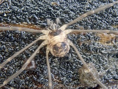 Dicranopalpus larvatus