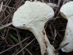 Lycoperdon perlatum