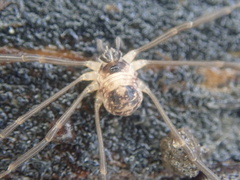 Dicranopalpus larvatus