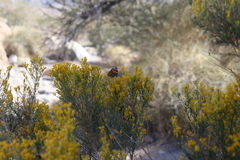 Ericameria paniculata