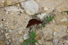 Emesis mandana
