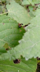 Gynandrobrotica lepida