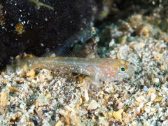 Vanneaugobius canariensis