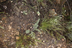 Asparagus