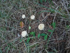 Lycoperdon perlatum