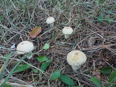 Lycoperdon perlatum
