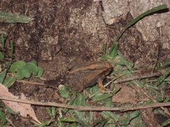 Physalaemus biligonigerus