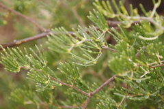 Asparagus
