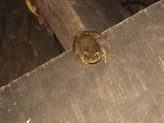 Scinax