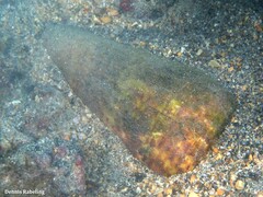 Conus canariensis