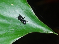 Cephalotes