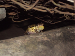 Scinax