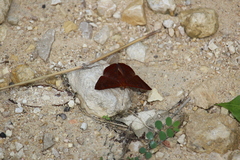 Emesis mandana