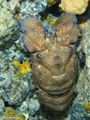 Scyllarides latus