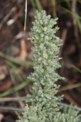 Asparagus