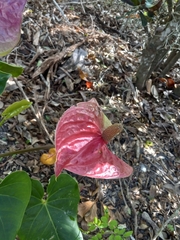 Anthurium