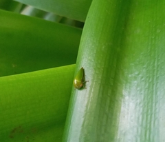 Batracomorphus
