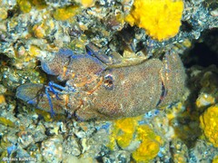 Scyllarides latus