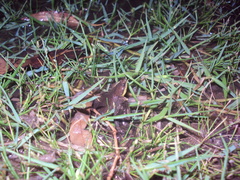 Elachistocleis bicolor