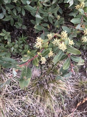 Salix planifolia