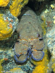 Scyllarides latus
