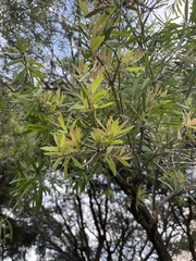 Melaleuca