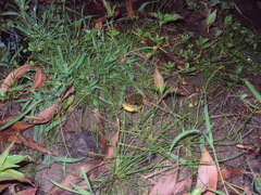 Scinax