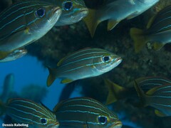 Parapristipoma octolineatum