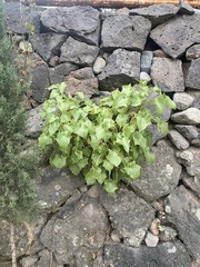 Pittocaulon praecox