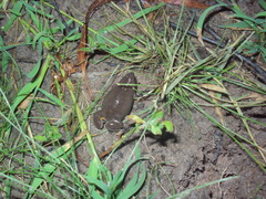 Elachistocleis bicolor