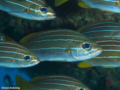 Parapristipoma octolineatum