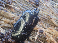 Hololepta plana